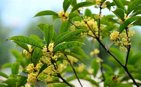 桂花種植土壤|盆栽桂花應如何種殖